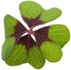 Vierblättriges Kleeblatt